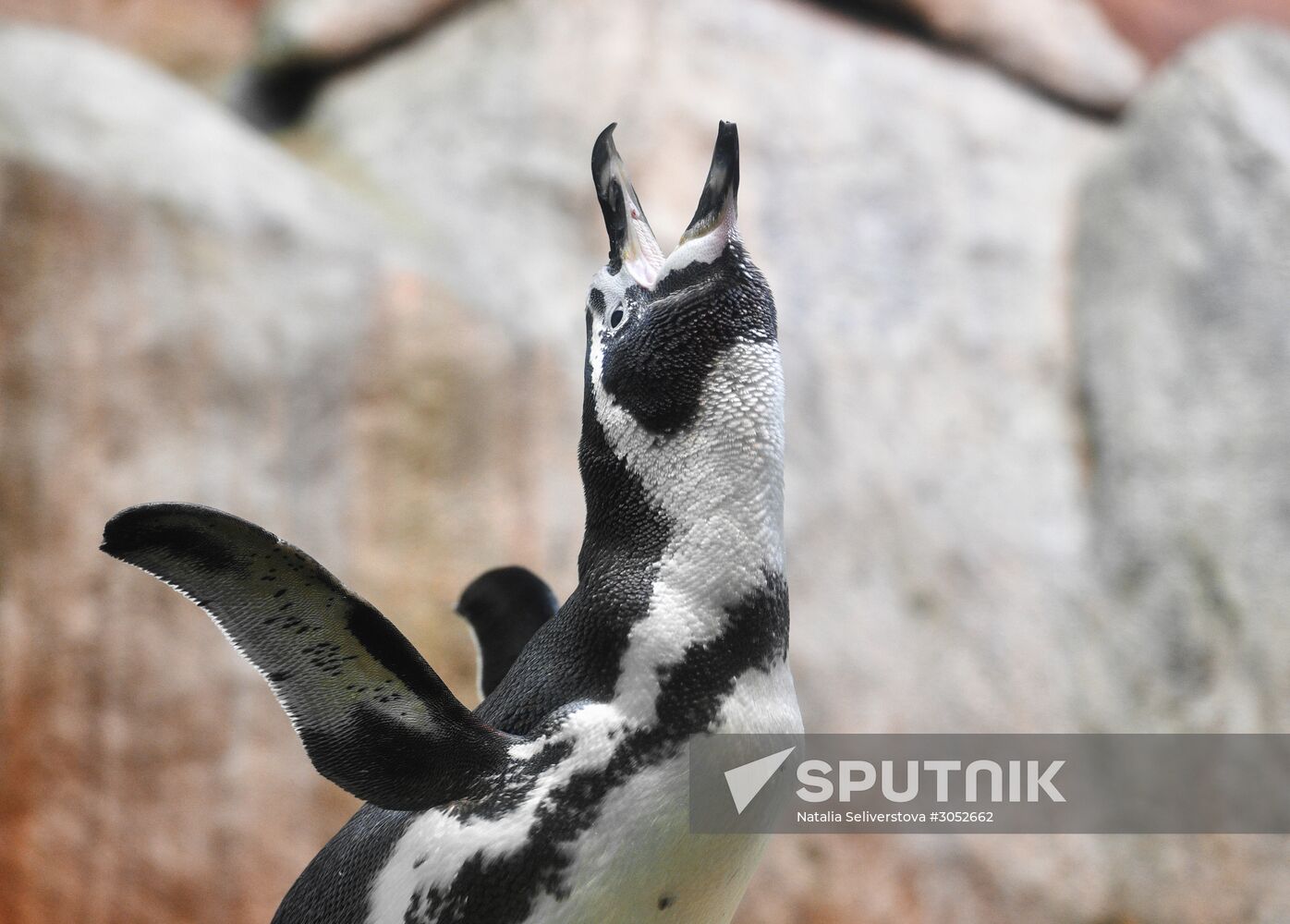 Humboldt baby penguins arrive in Moscow Zoo