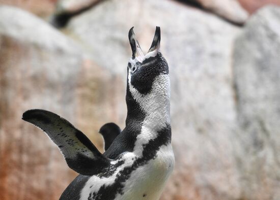 Humboldt baby penguins arrive in Moscow Zoo
