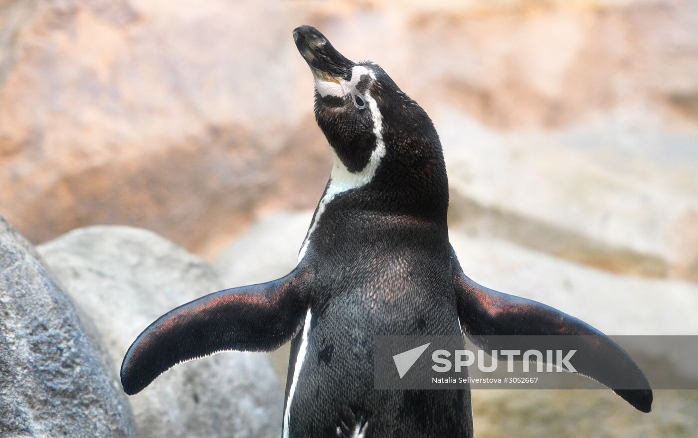 Humboldt baby penguins arrive in Moscow Zoo