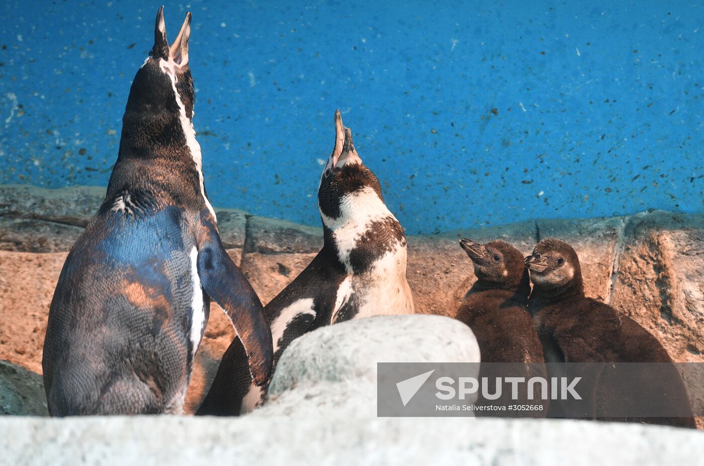 Humboldt baby penguins arrive in Moscow Zoo