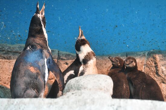 Humboldt baby penguins arrive in Moscow Zoo