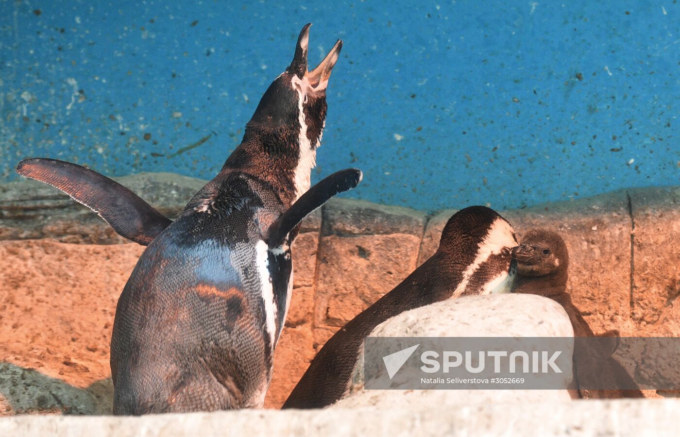 Humboldt baby penguins arrive in Moscow Zoo