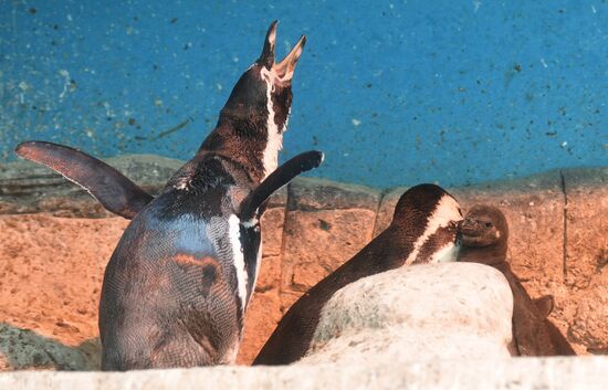 Humboldt baby penguins arrive in Moscow Zoo