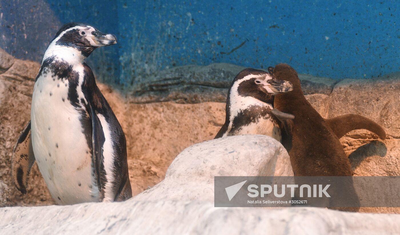 Humboldt baby penguins arrive in Moscow Zoo