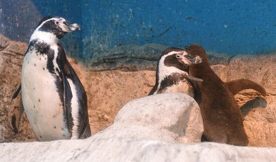 Humboldt baby penguins arrive in Moscow Zoo