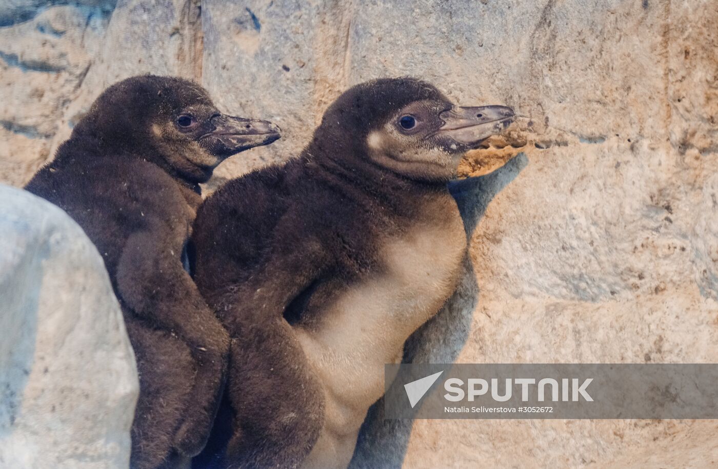 Humboldt baby penguins arrive in Moscow Zoo