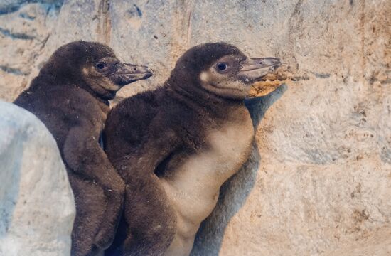 Humboldt baby penguins arrive in Moscow Zoo