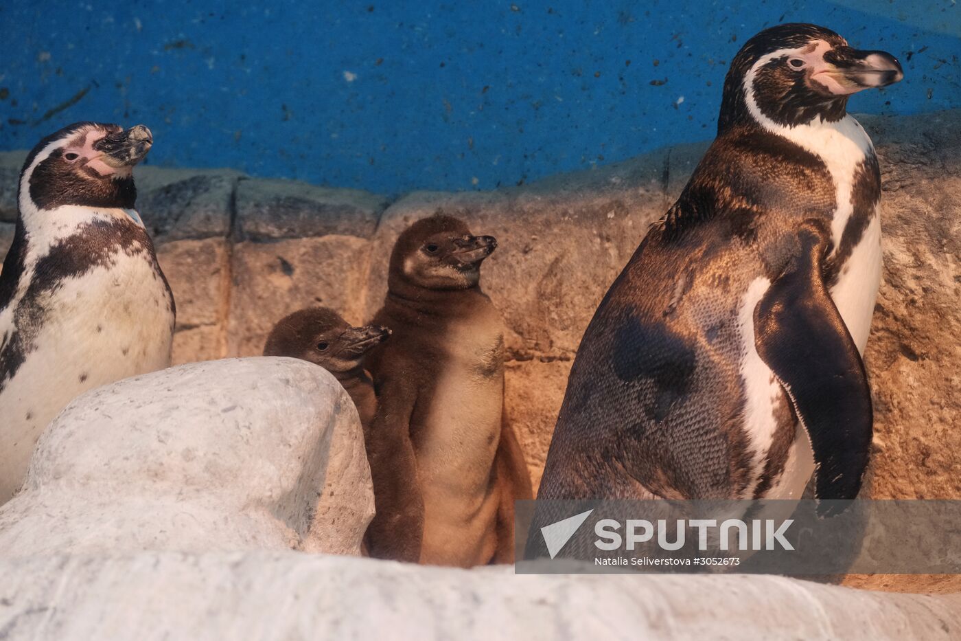 Humboldt baby penguins arrive in Moscow Zoo