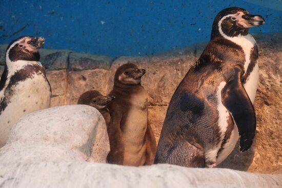 Humboldt baby penguins arrive in Moscow Zoo