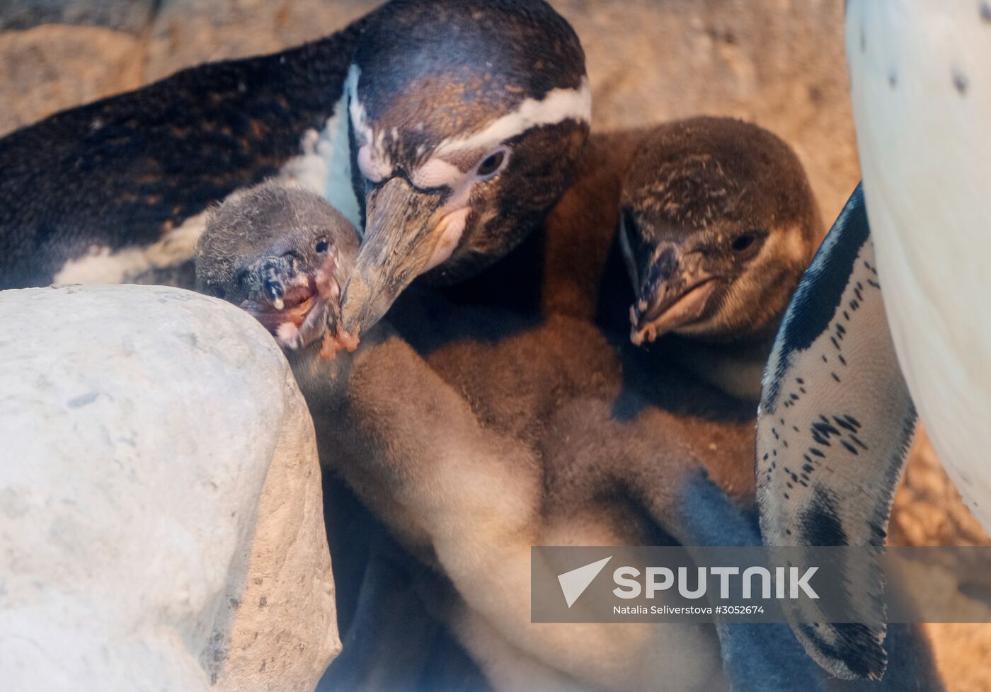 Humboldt baby penguins arrive in Moscow Zoo