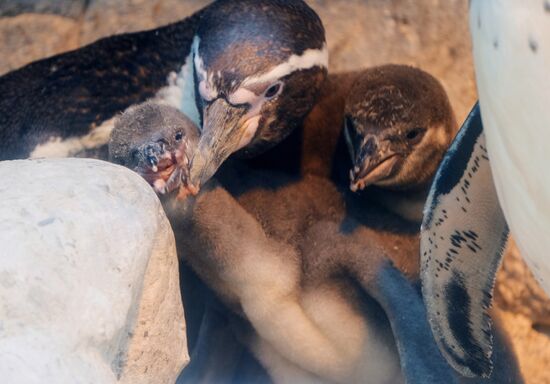 Humboldt baby penguins arrive in Moscow Zoo