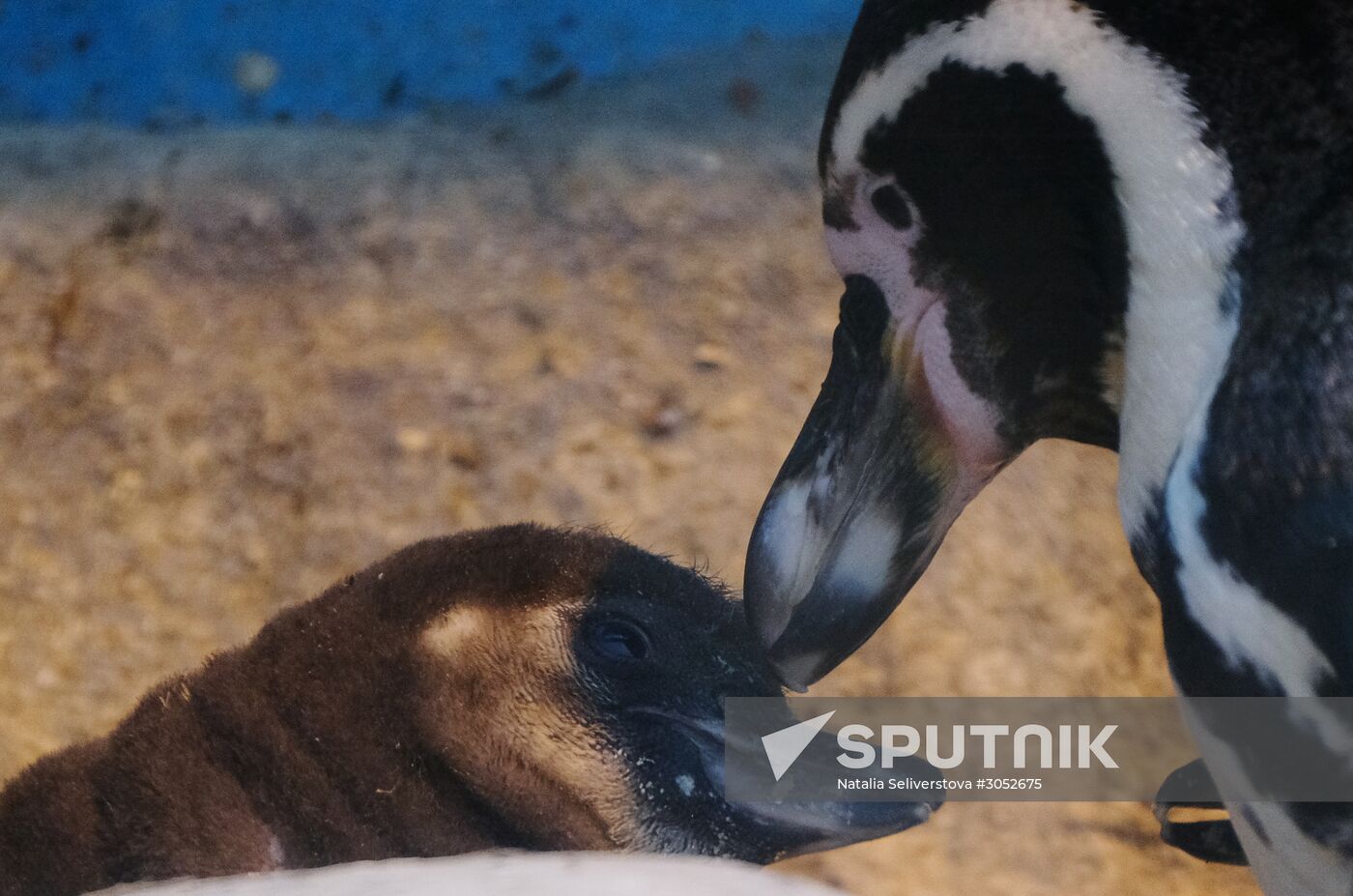 Humboldt baby penguins arrive in Moscow Zoo