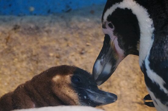 Humboldt baby penguins arrive in Moscow Zoo