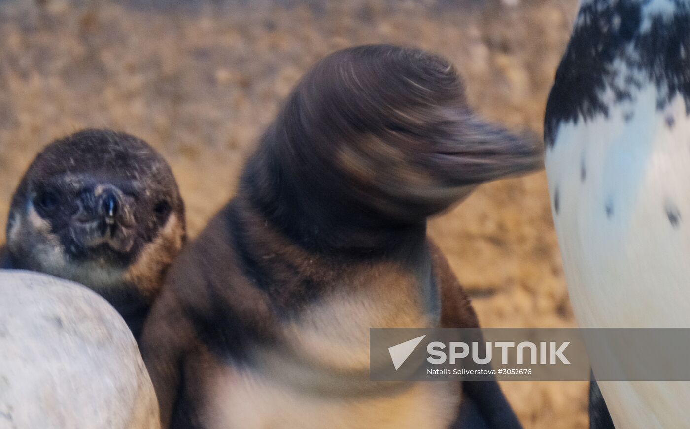 Humboldt baby penguins arrive in Moscow Zoo