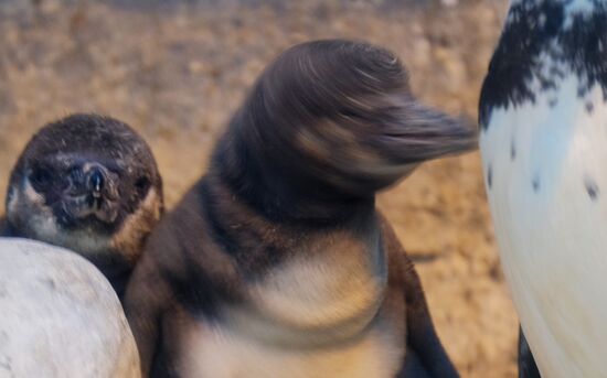 Humboldt baby penguins arrive in Moscow Zoo