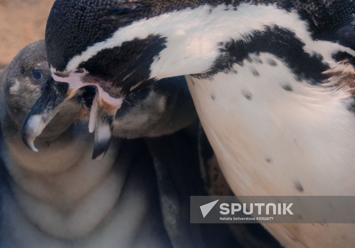 Humboldt baby penguins arrive in Moscow Zoo