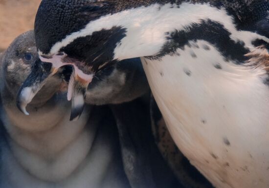 Humboldt baby penguins arrive in Moscow Zoo
