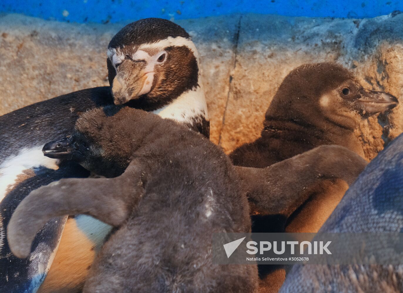 Humboldt baby penguins arrive in Moscow Zoo