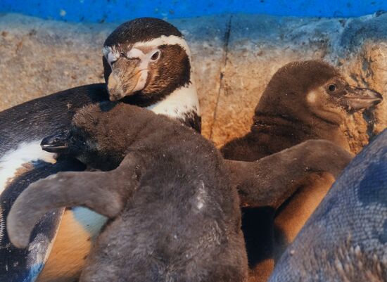 Humboldt baby penguins arrive in Moscow Zoo