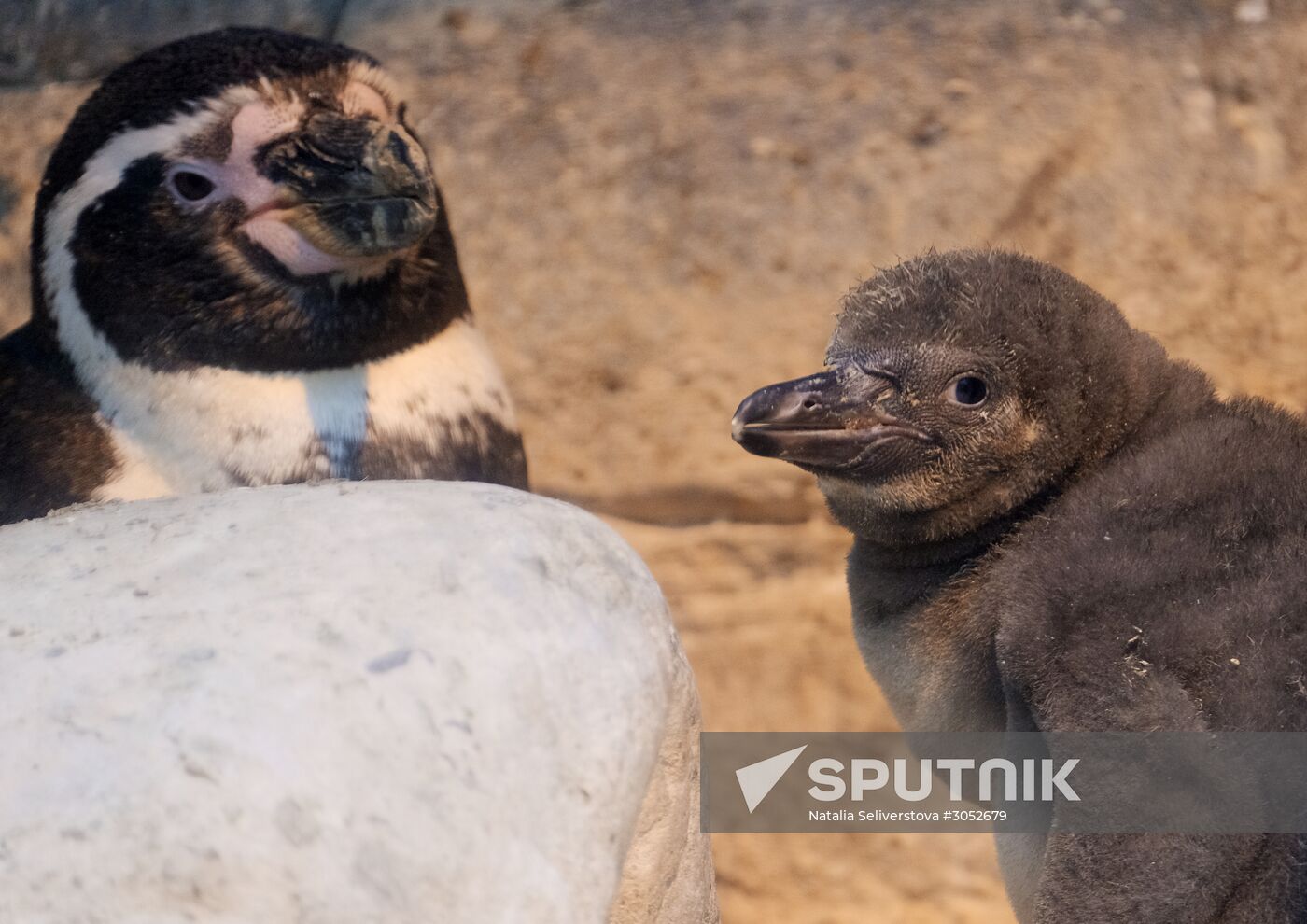 Humboldt baby penguins arrive in Moscow Zoo