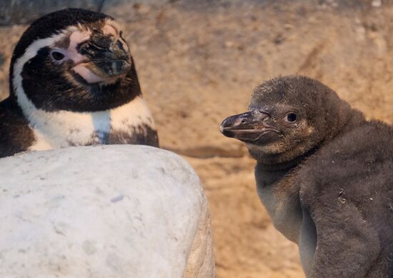 Humboldt baby penguins arrive in Moscow Zoo