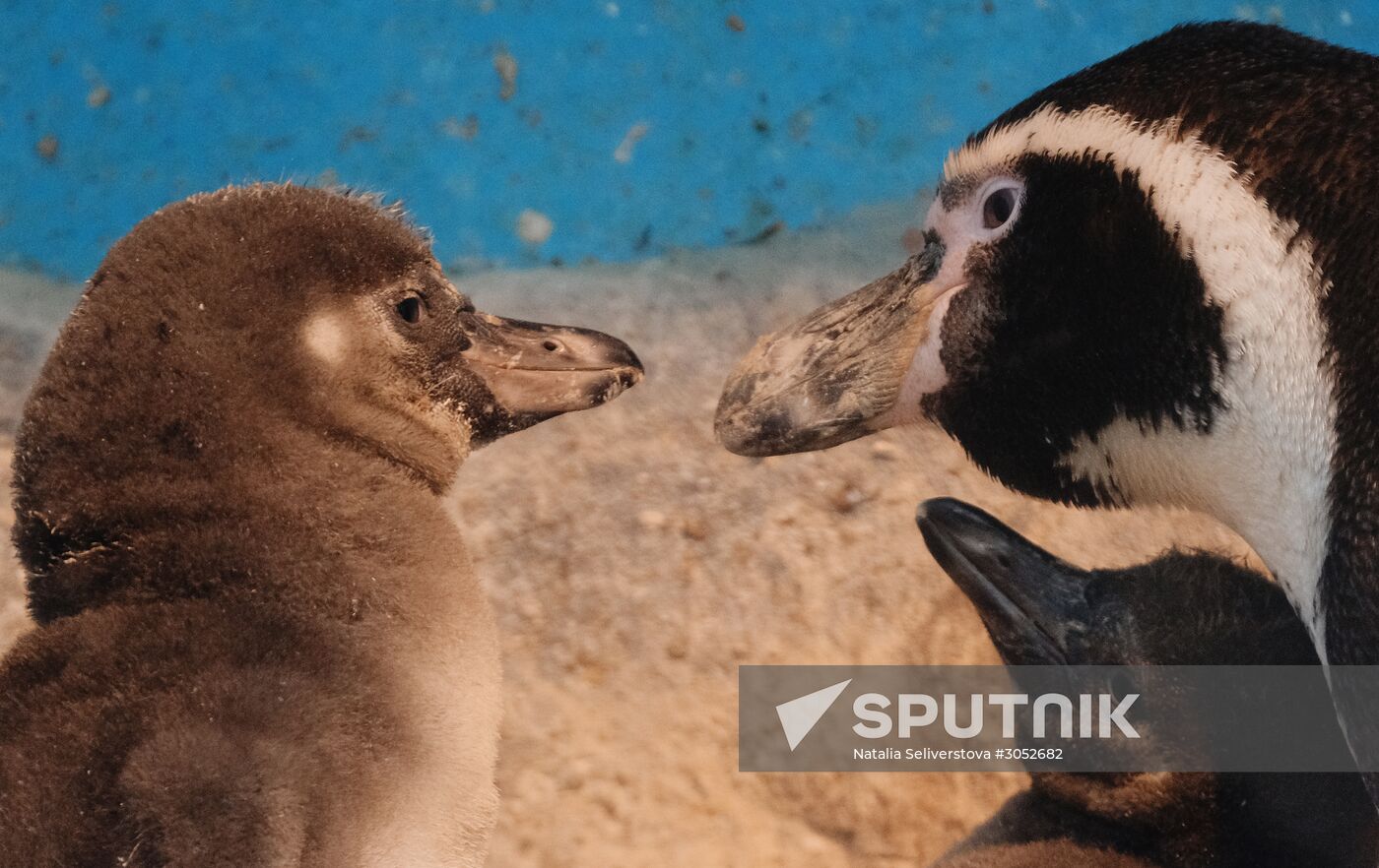 Humboldt baby penguins arrive in Moscow Zoo