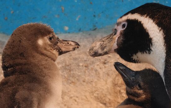 Humboldt baby penguins arrive in Moscow Zoo