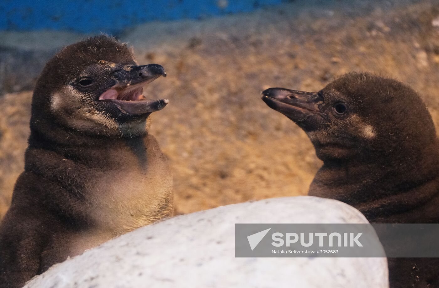 Humboldt baby penguins arrive in Moscow Zoo
