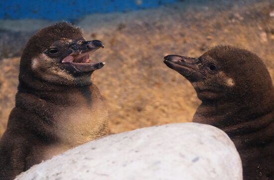 Humboldt baby penguins arrive in Moscow Zoo