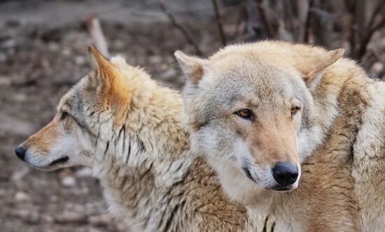 Moscow Zoo