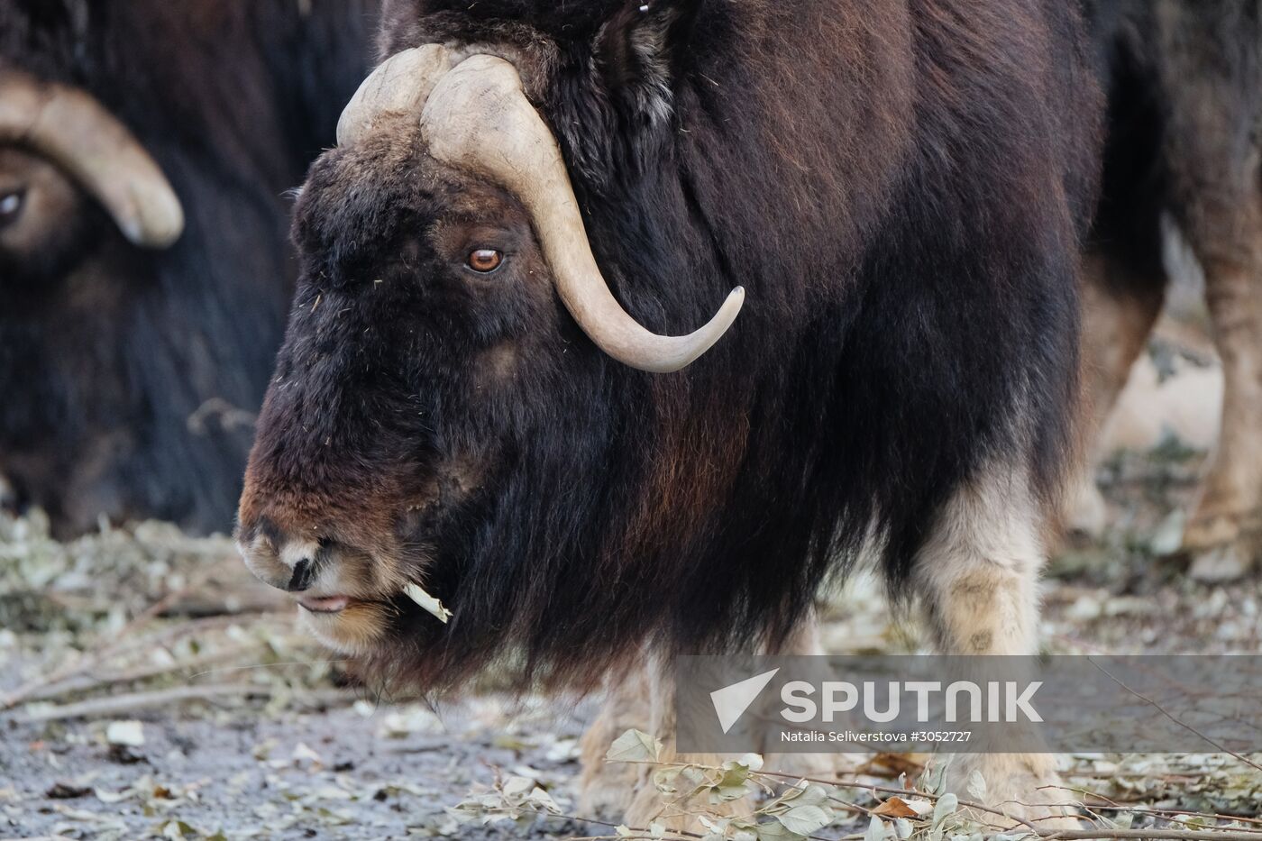 Moscow Zoo