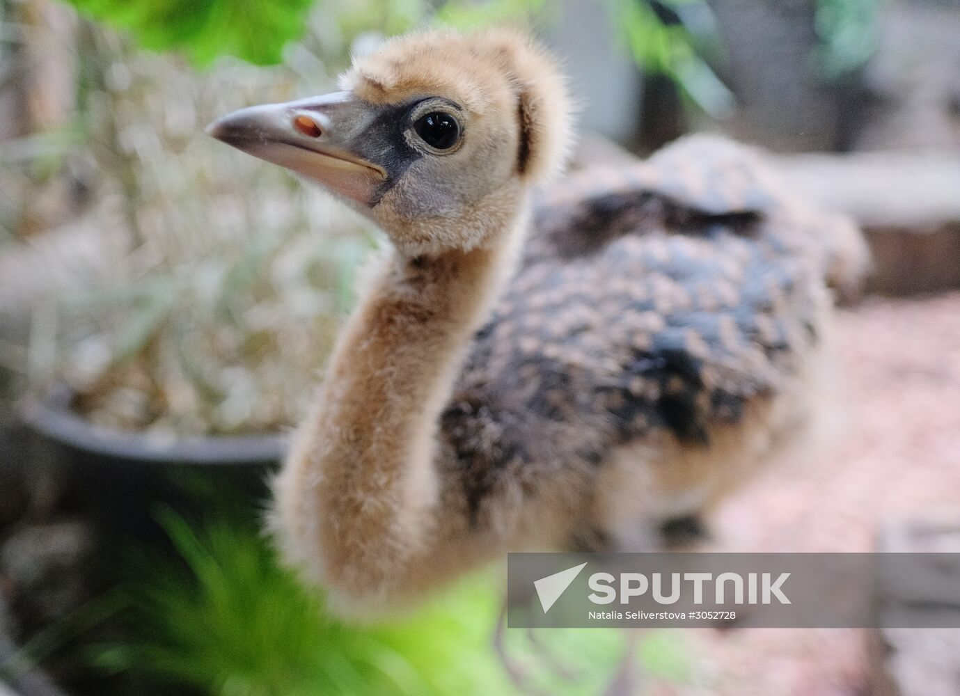 Moscow Zoo