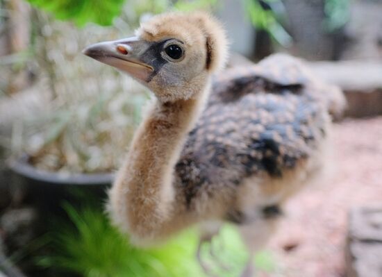 Moscow Zoo
