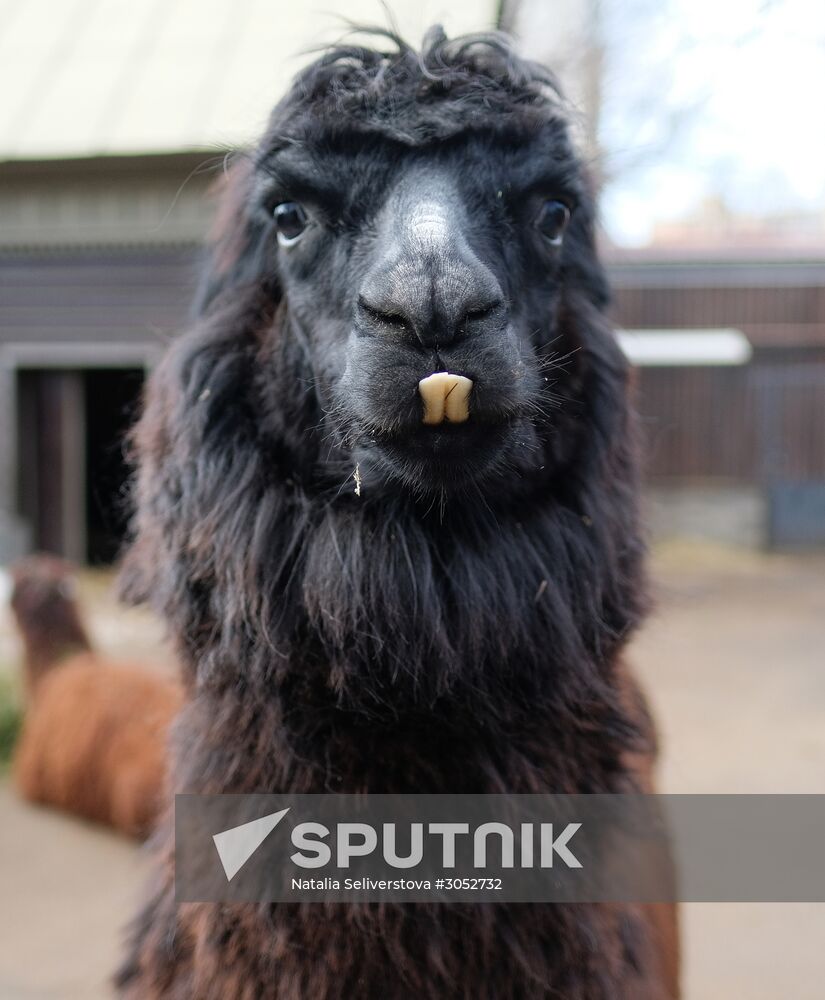 Moscow Zoo