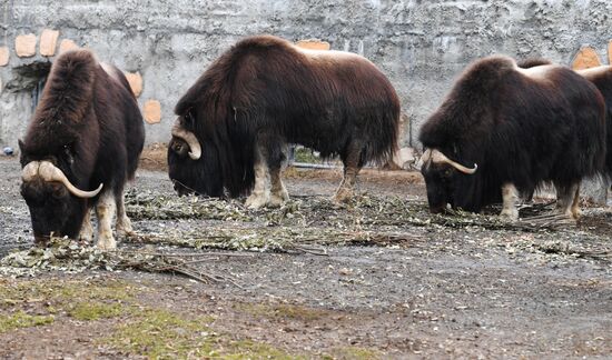 Moscow Zoo
