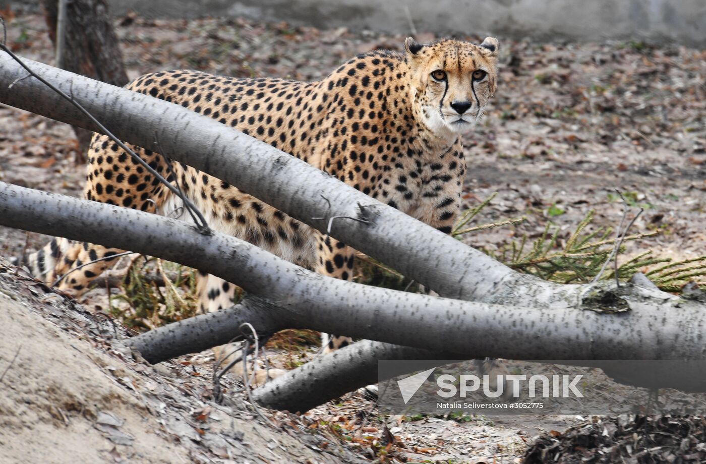 Moscow Zoo