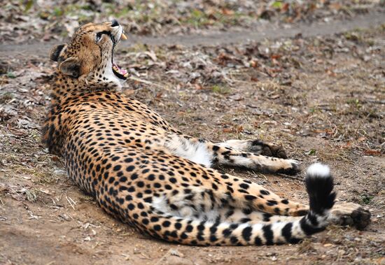 Moscow Zoo