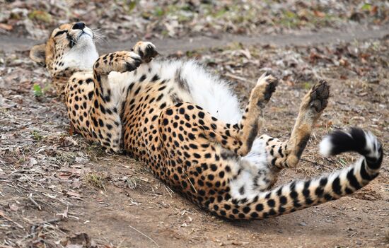 Moscow Zoo
