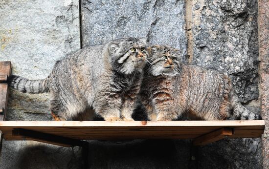 Moscow Zoo