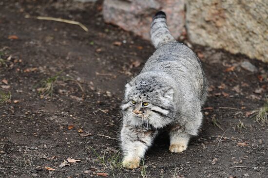 Moscow Zoo