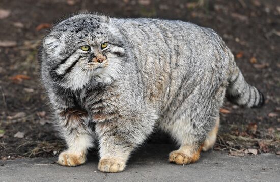 Moscow Zoo