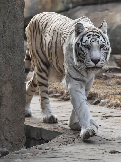 Moscow Zoo