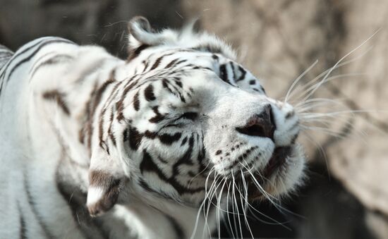 Moscow Zoo