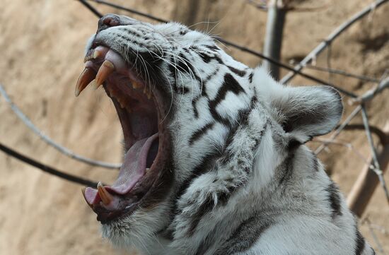 Moscow Zoo