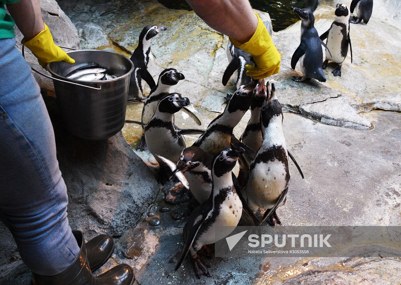 Humboldt's penguins weighed in and fed at Moscow Zoo