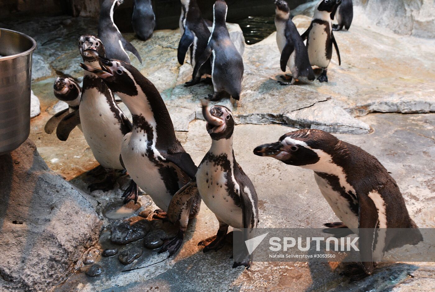 Humboldt's penguins weighed in and fed at Moscow Zoo