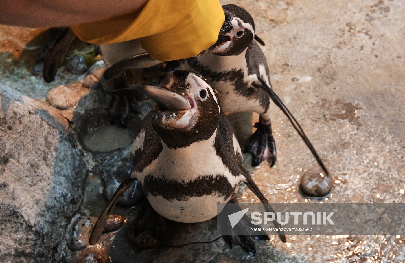 Humboldt's penguins weighed in and fed at Moscow Zoo