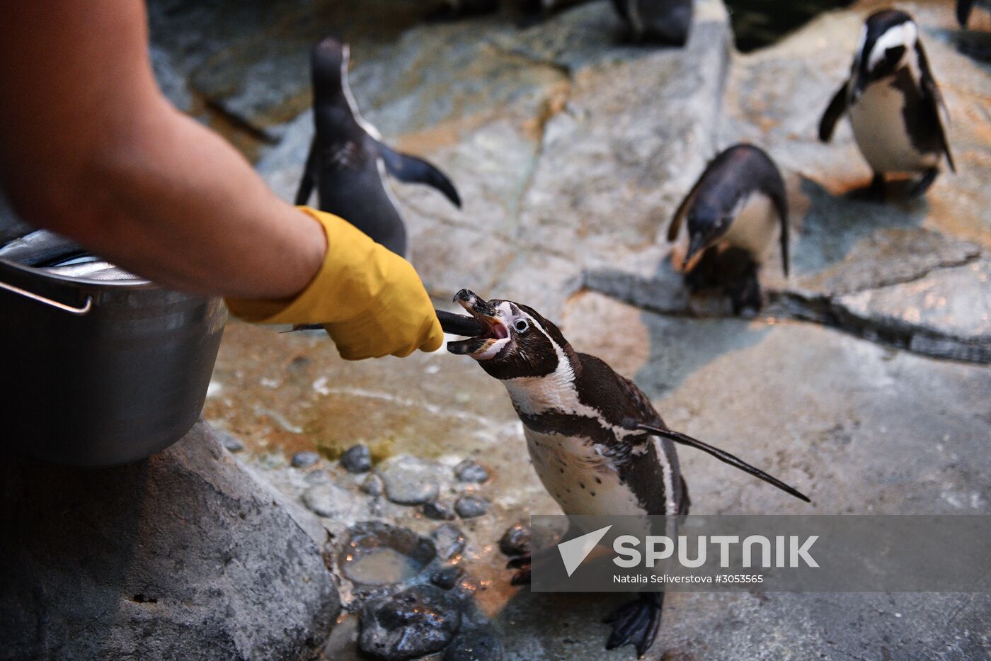 Humboldt's penguins weighed in and fed at Moscow Zoo