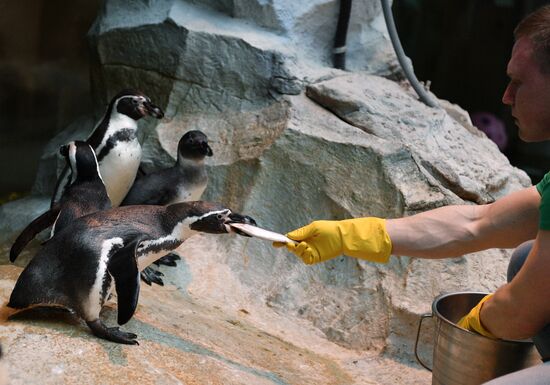 Humboldt's penguins weighed in and fed at Moscow Zoo