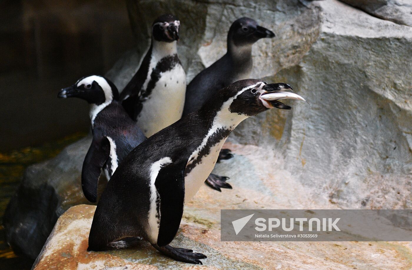 Humboldt's penguins weighed in and fed at Moscow Zoo